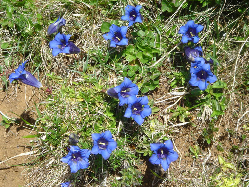 Gentiana acaulis 4